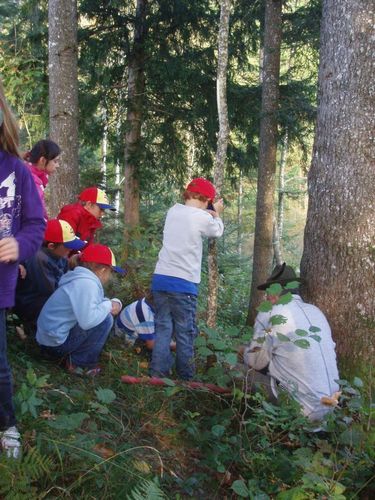 wald6.jpg